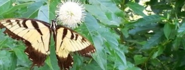 Texas Garden Blog Featured Image of butterfly