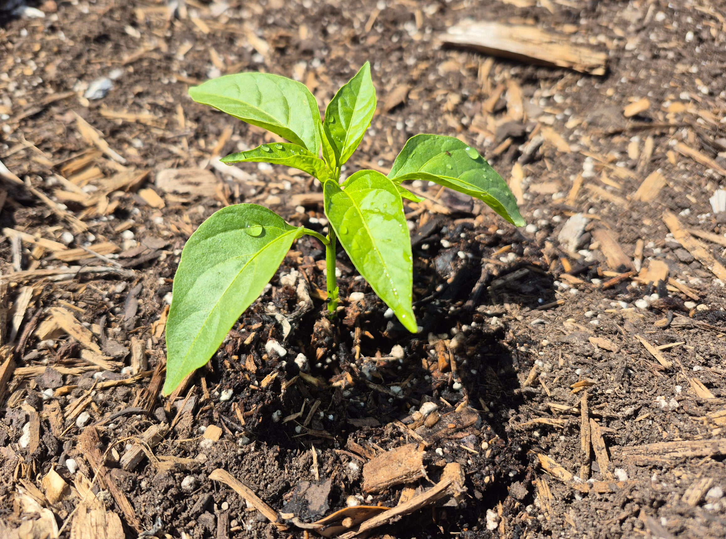 Jalapeno Pepper Seedling photo in moist dirt