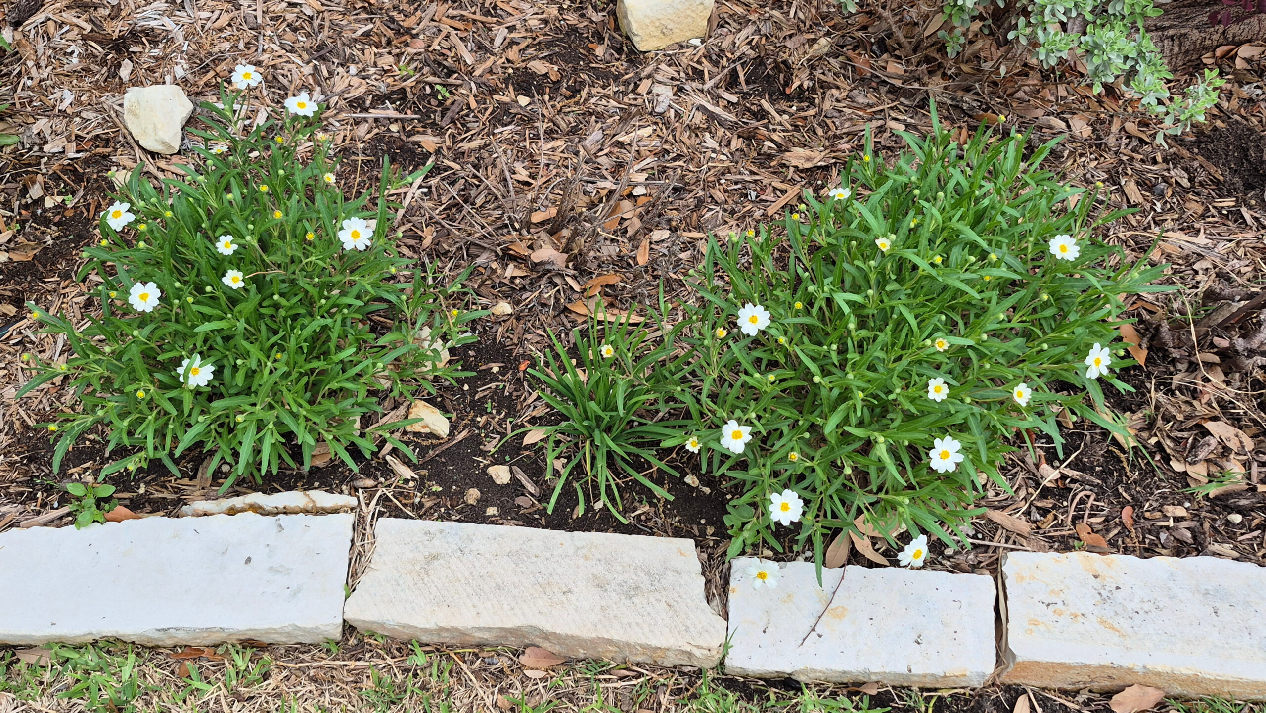 Blackfoot Daisies: Plant of The Month April 2025