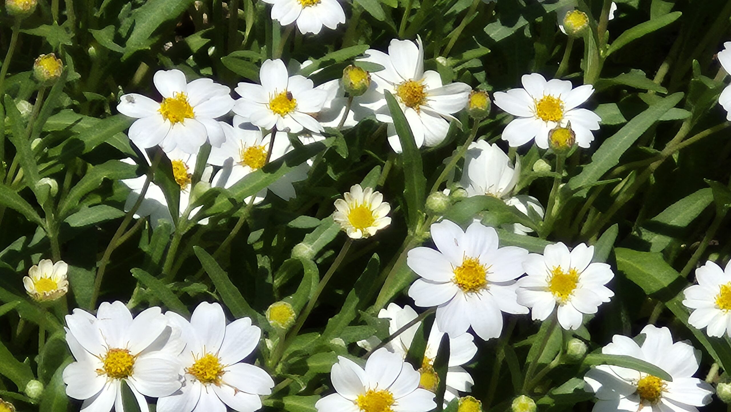 Blackfoot Daisies: Plant of The Month April 2025