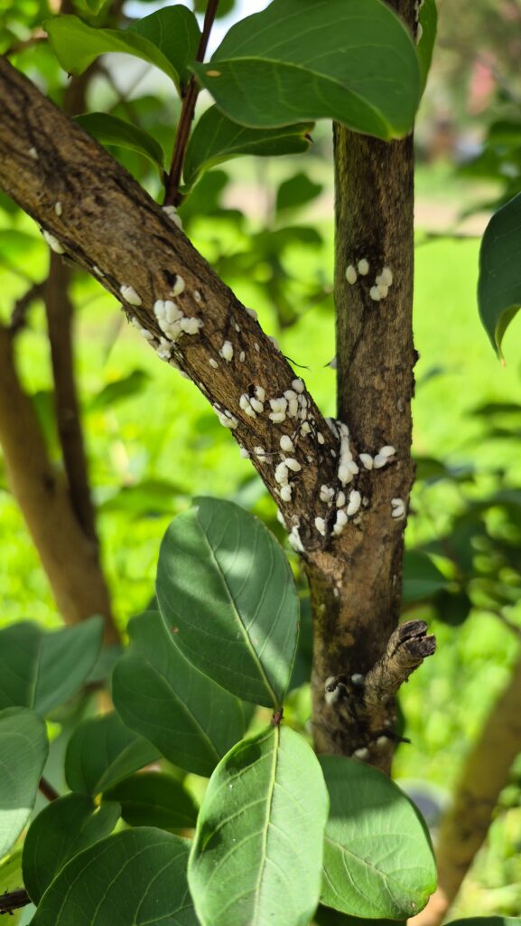 crape myrtle scale