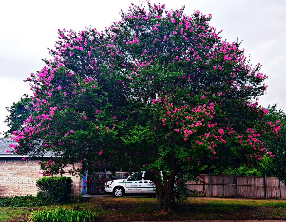 large pink crape myrtle in bloom