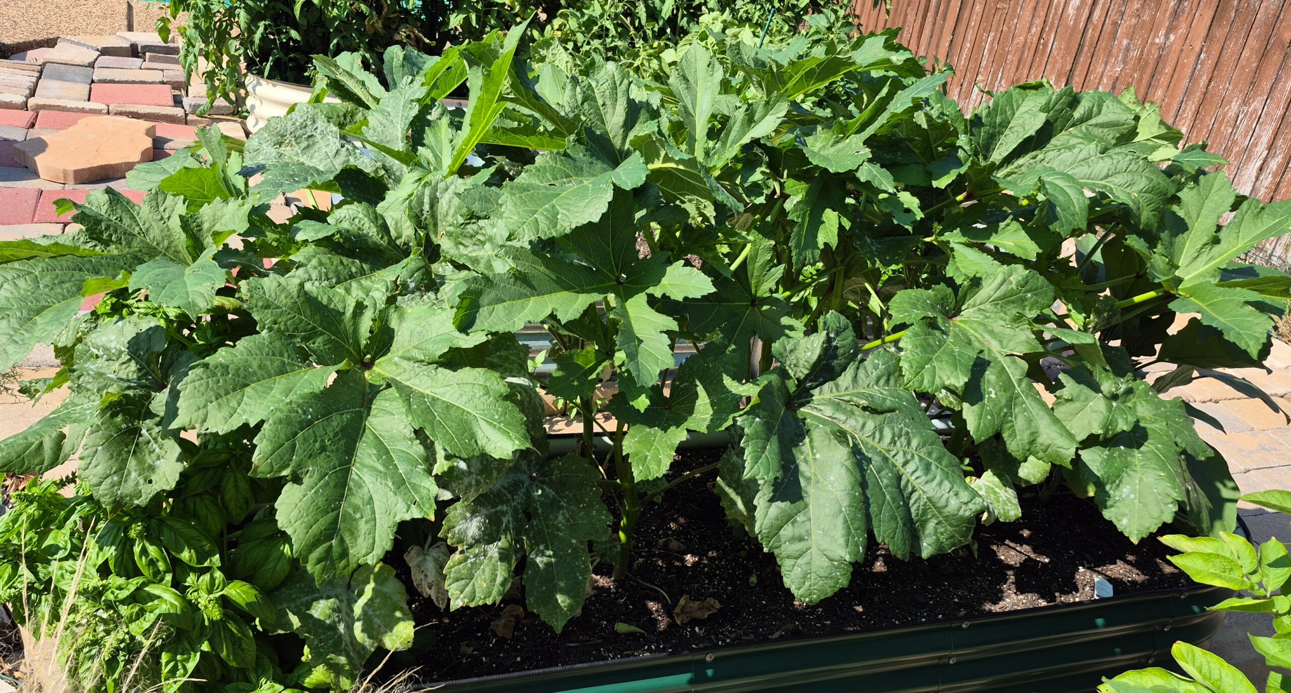 Growing Okra in Texas: A Hardy and Rewarding Urban Crop