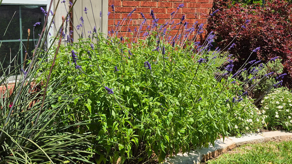 mealy sage photo