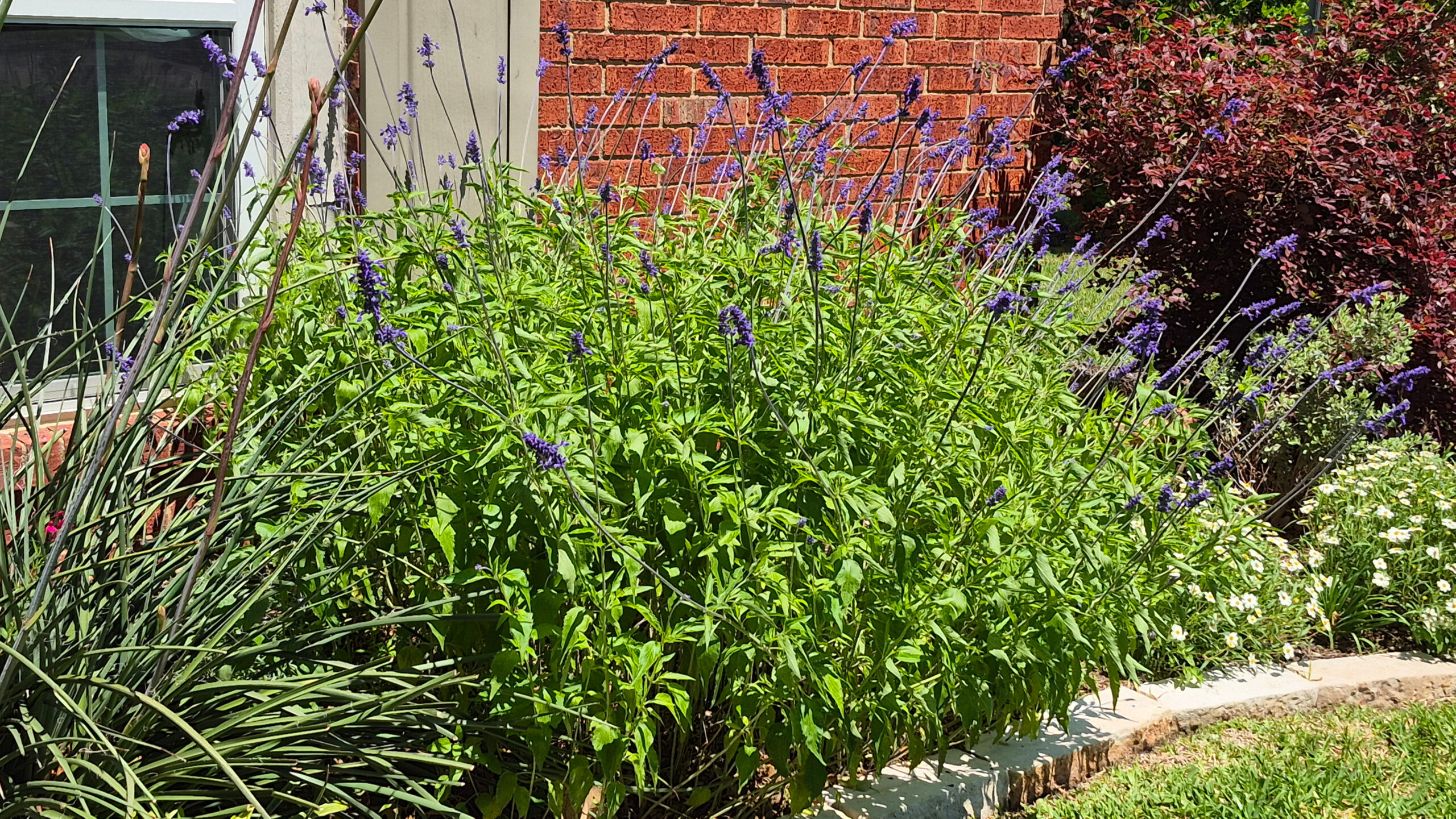mealy sage photo