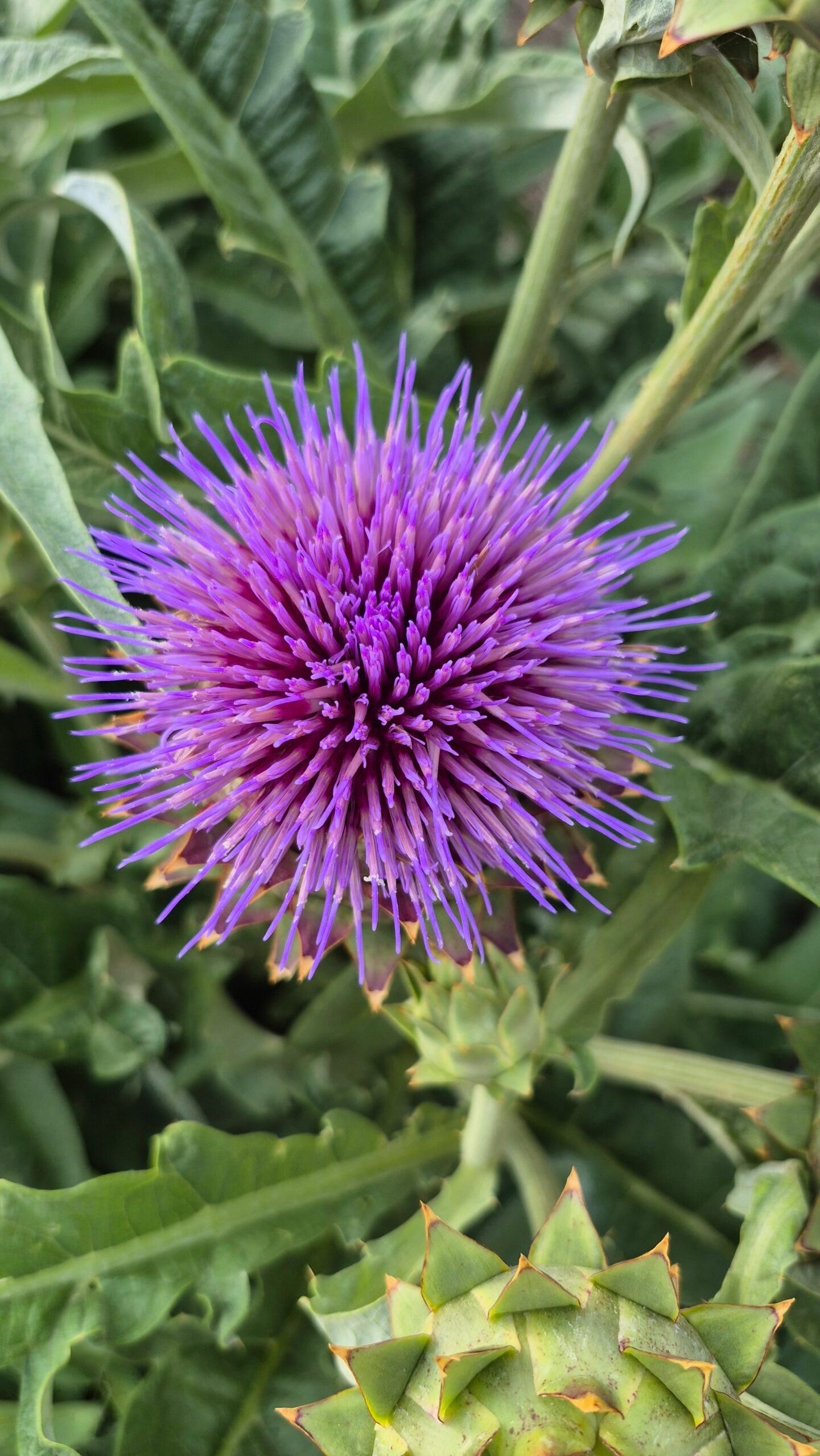 Growing Artichokes in Texas: A Bold Garden Choice